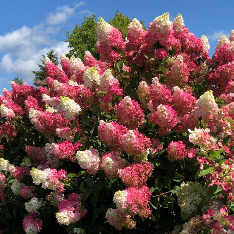 Maintain The Tree Form Annually