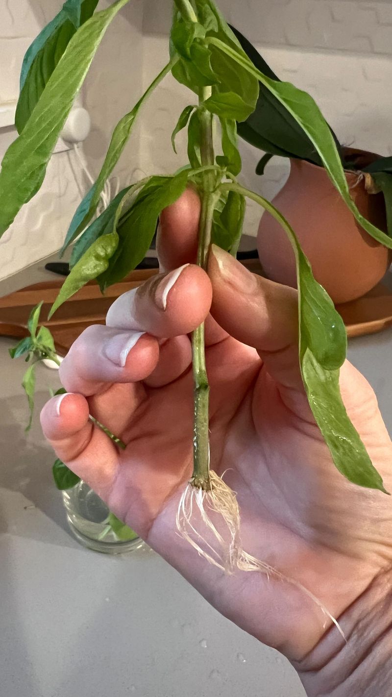 Start Fresh with Cuttings