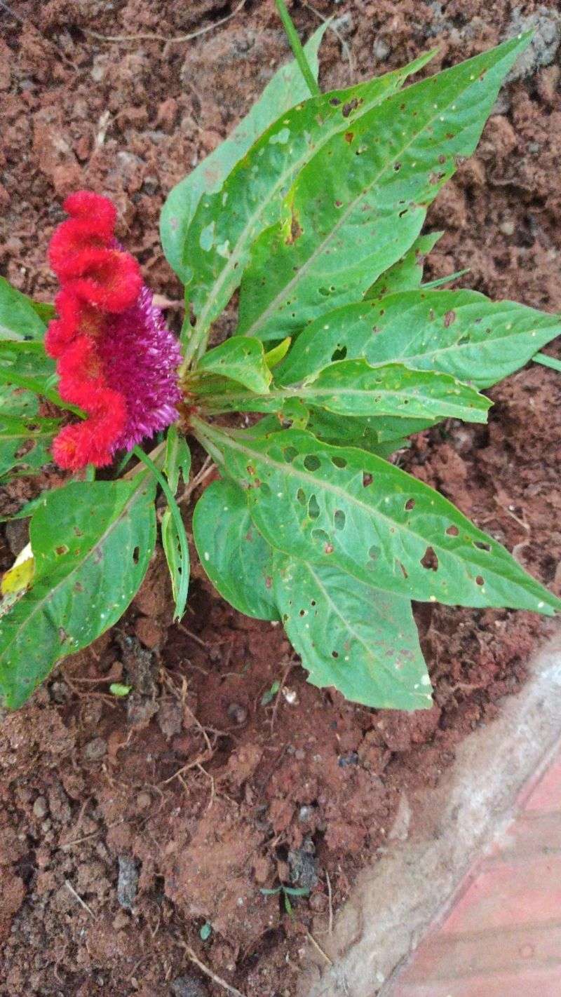 Manage Pests Naturally