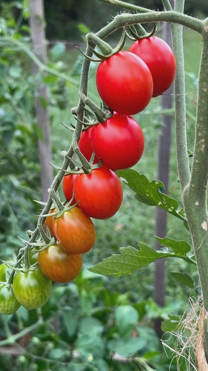 Promotes Earlier Ripening