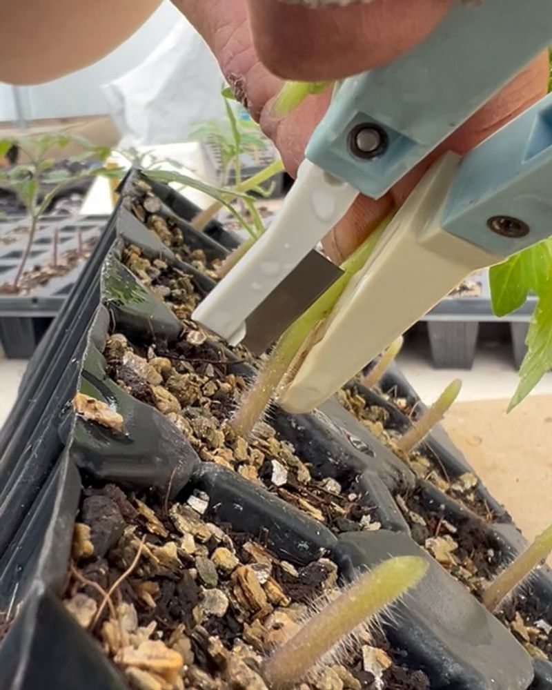 Increases Overall Plant Vigor