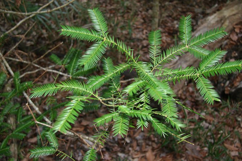 Florida Torreya