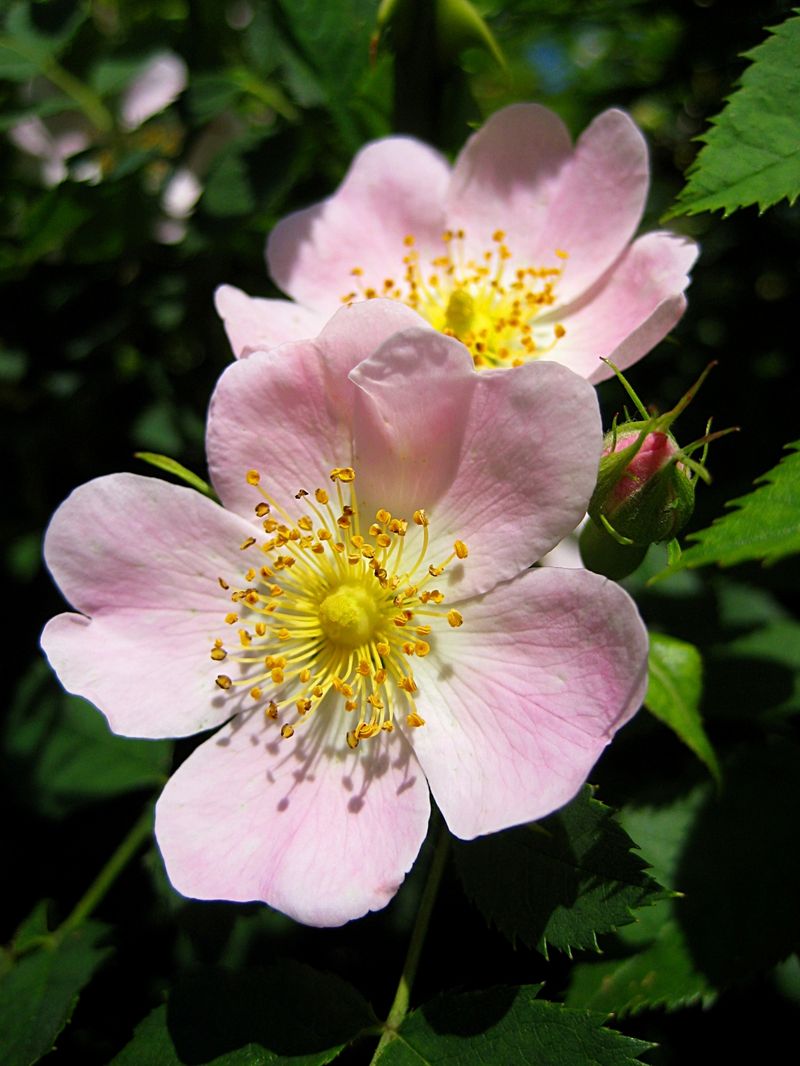 Dog Rose (Rosa canina)