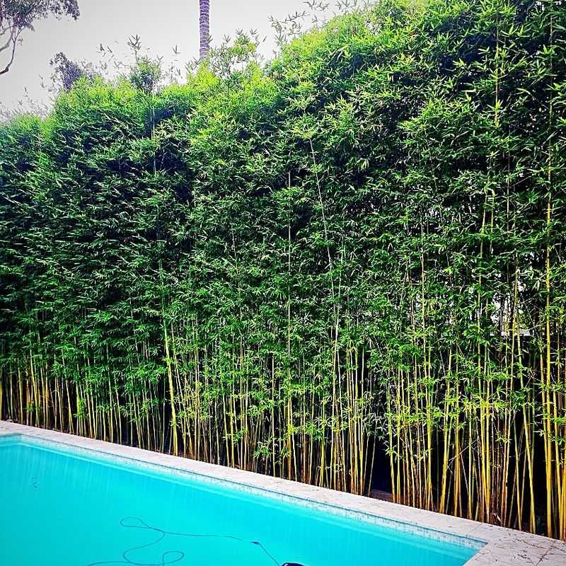 Privacy Screen From Bamboo Barriers