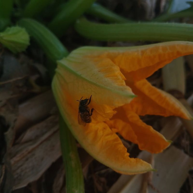 Squash Bees