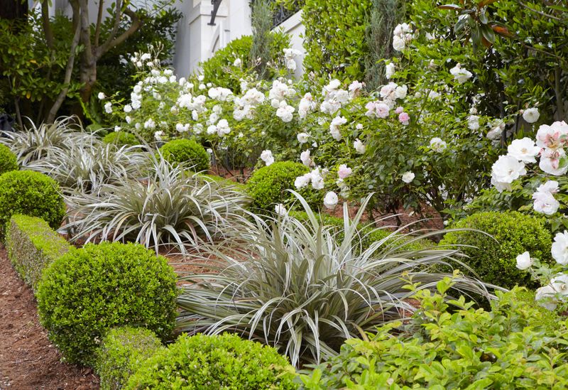 New Zealand Native Gardens - Island Adaptations