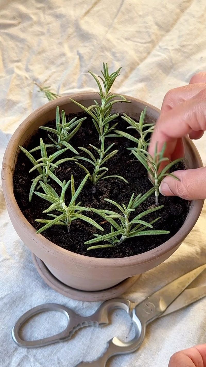 Rosemary