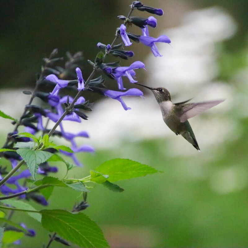 Salvia