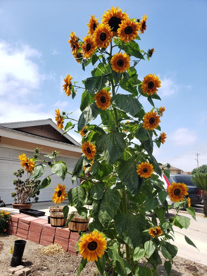 Sunflower