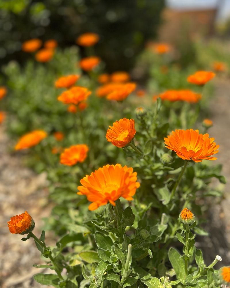 Calendula