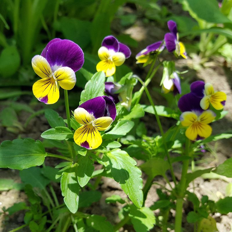 Pansies