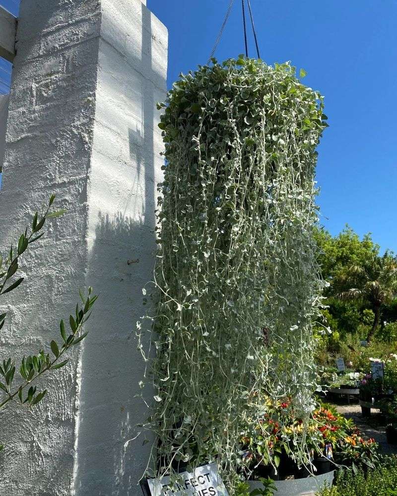Dichondra 'Silver Falls'