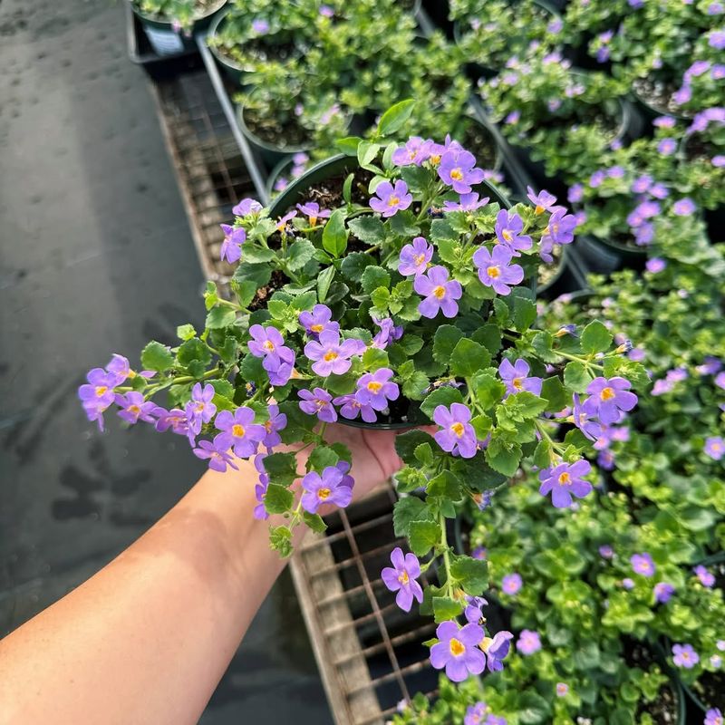 Bacopa