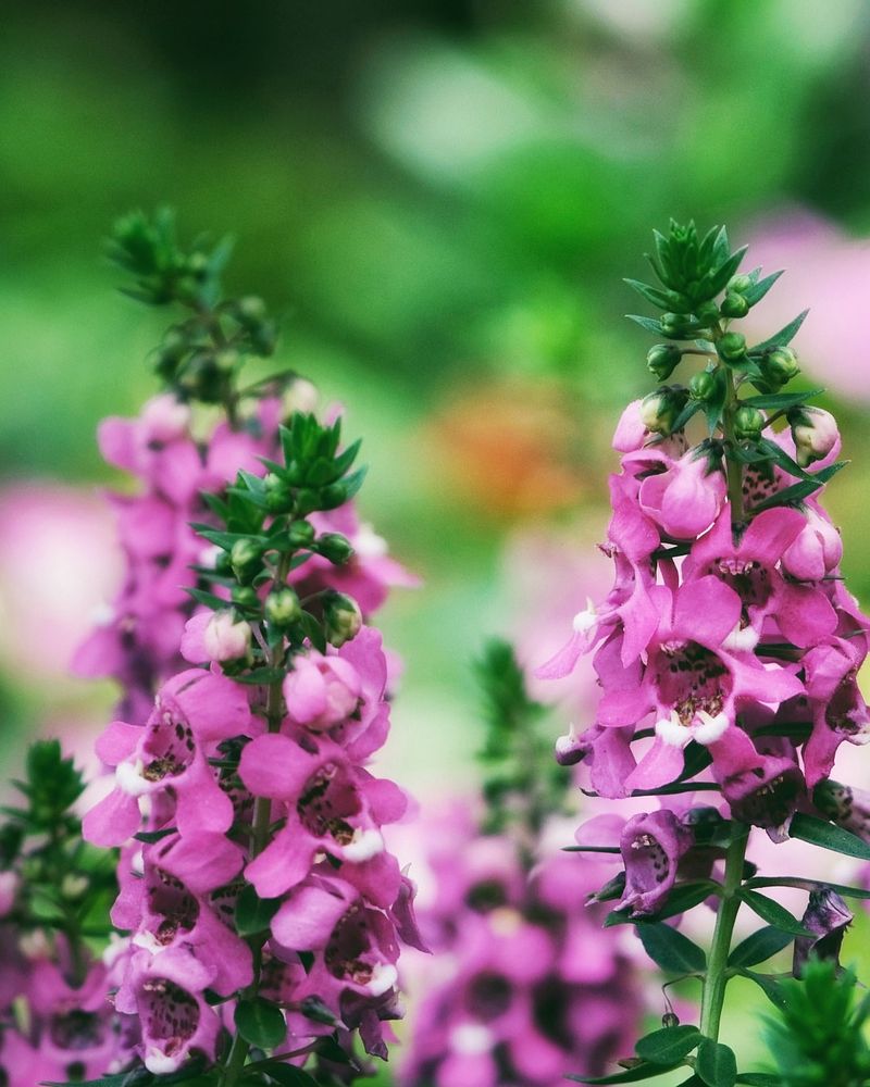 Angelonia: Summer Snapdragon