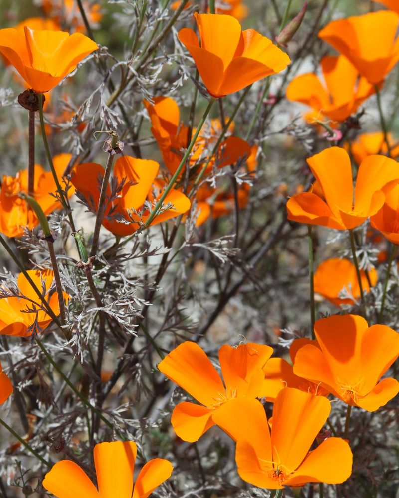 California Poppies - Drought-Defying Dazzlers