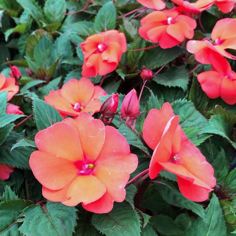 Sunpatiens