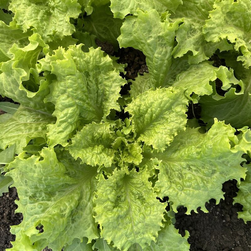 Head Lettuce