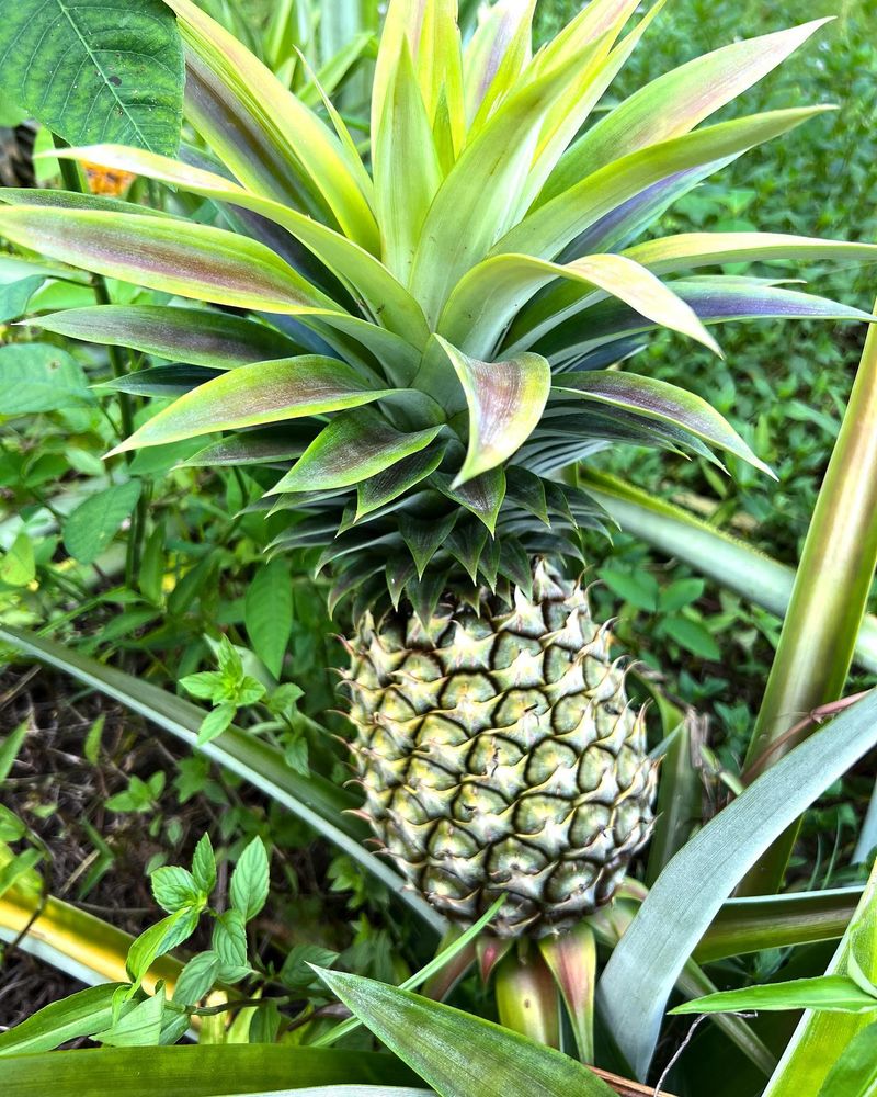 Pineapples