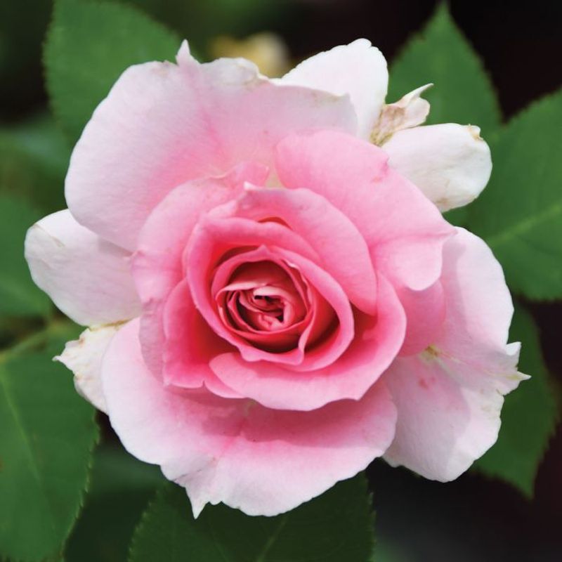 Carefree Wonder Roses