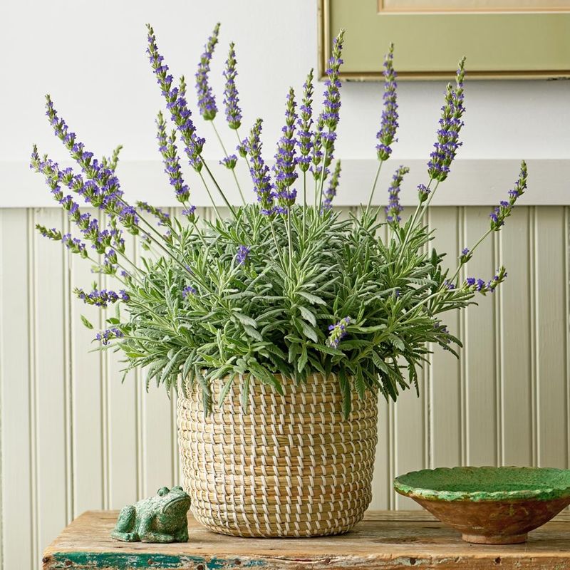 Goodwin Creek Grey Lavender