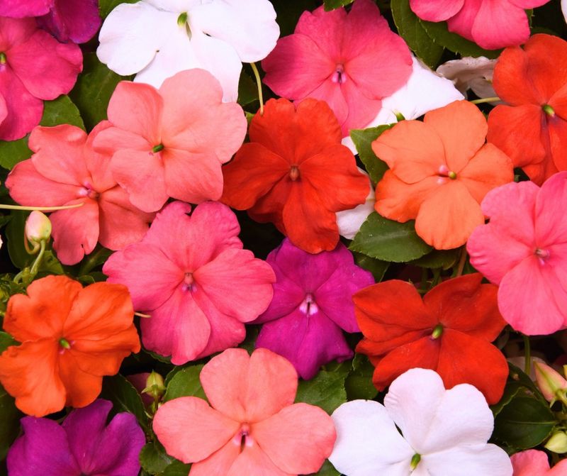 Impatiens