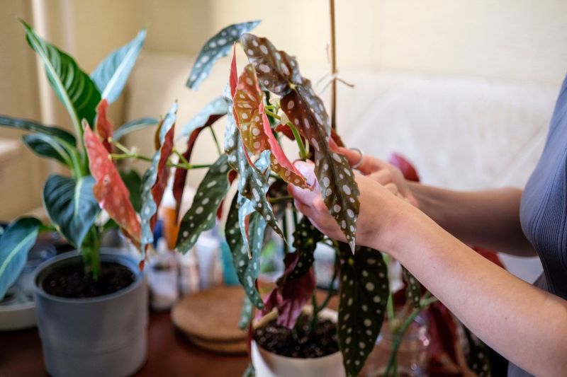 Begonia