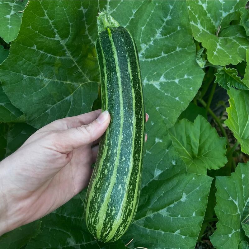 Zucchini