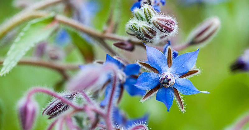 Pollinator-Attracting Borage