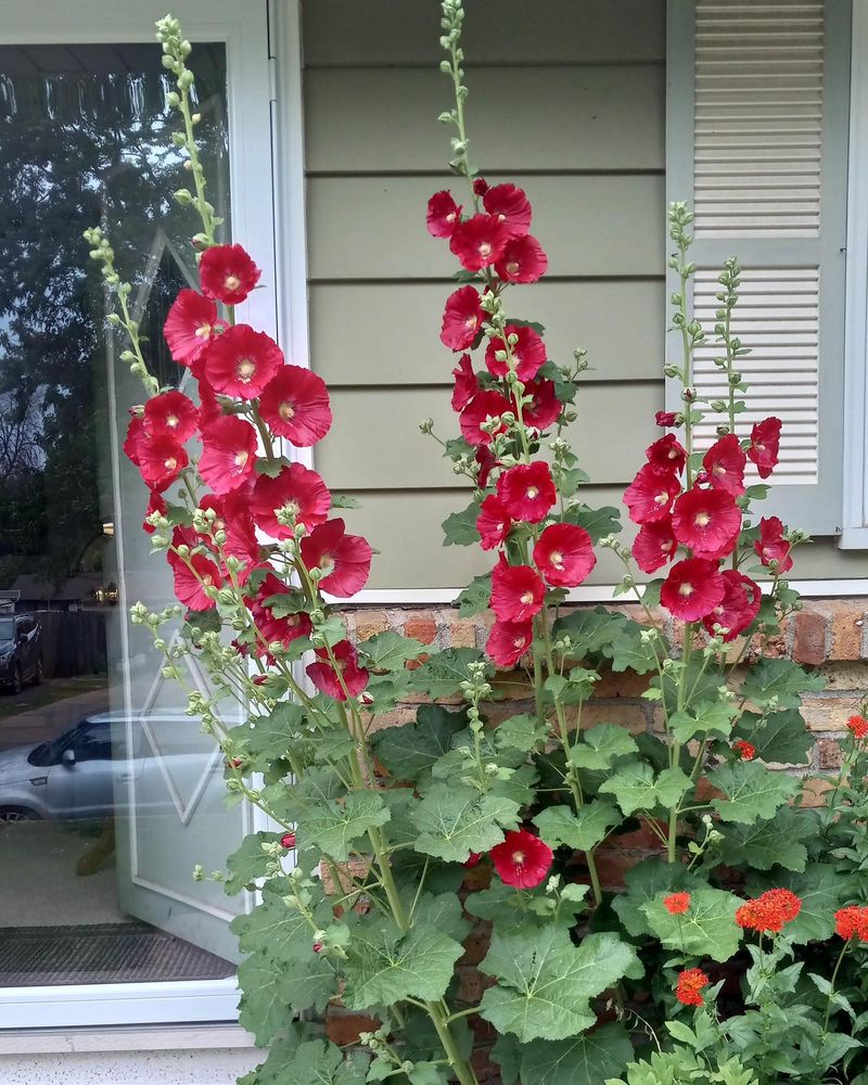 Hollyhock (Alcea rosea)