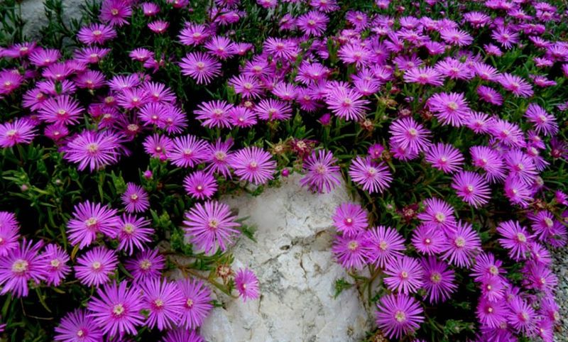 Purple Ice Plant