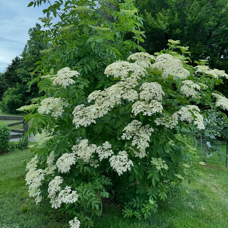 Elderberry