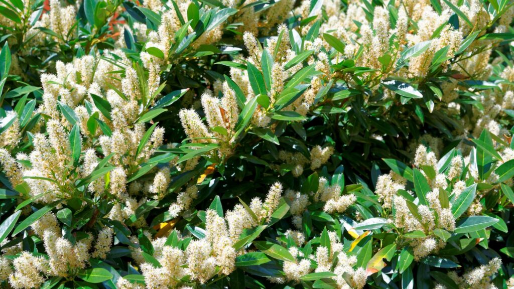 sweetspire shrub