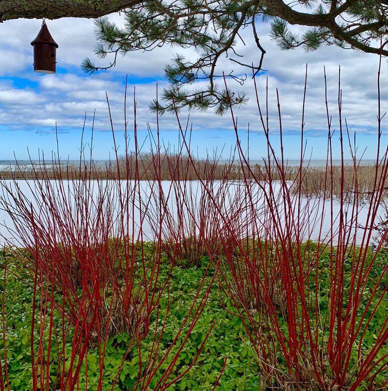 Redtwig Dogwood