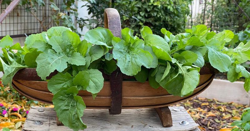 Arugula