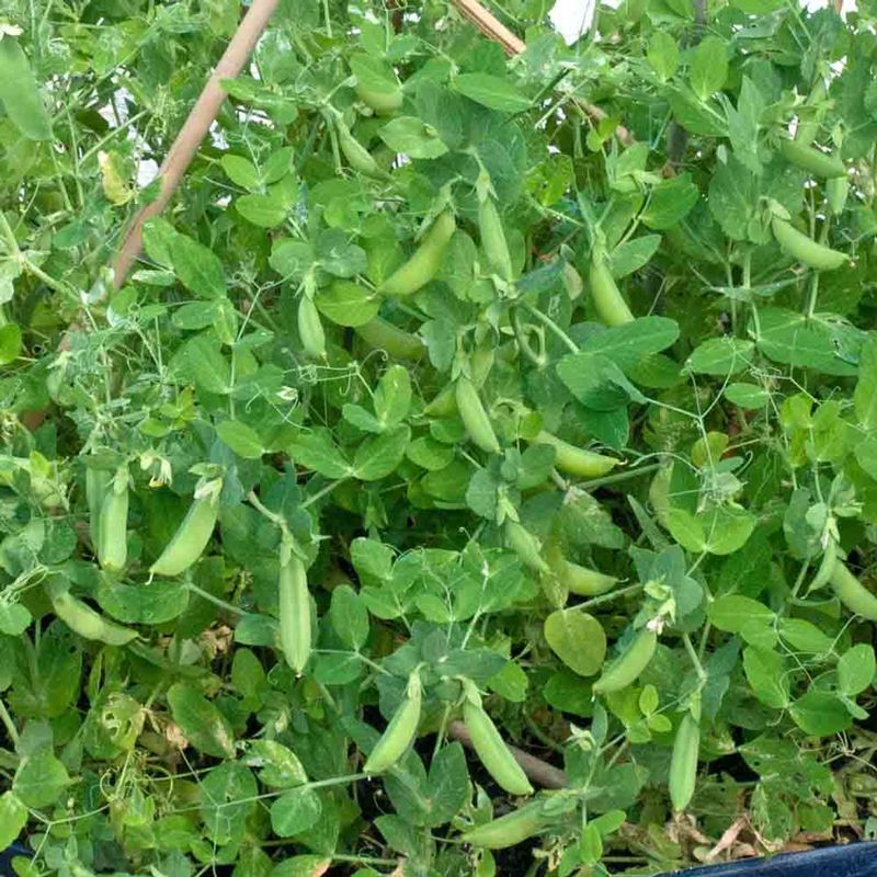 Dwarf Patio Peas - Vertical Growers