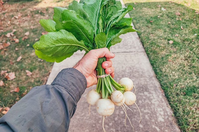 Turnips