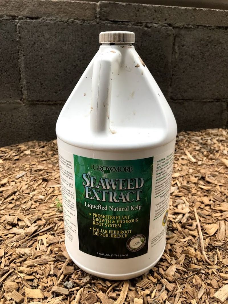 Seaweed Extract (Undiluted)