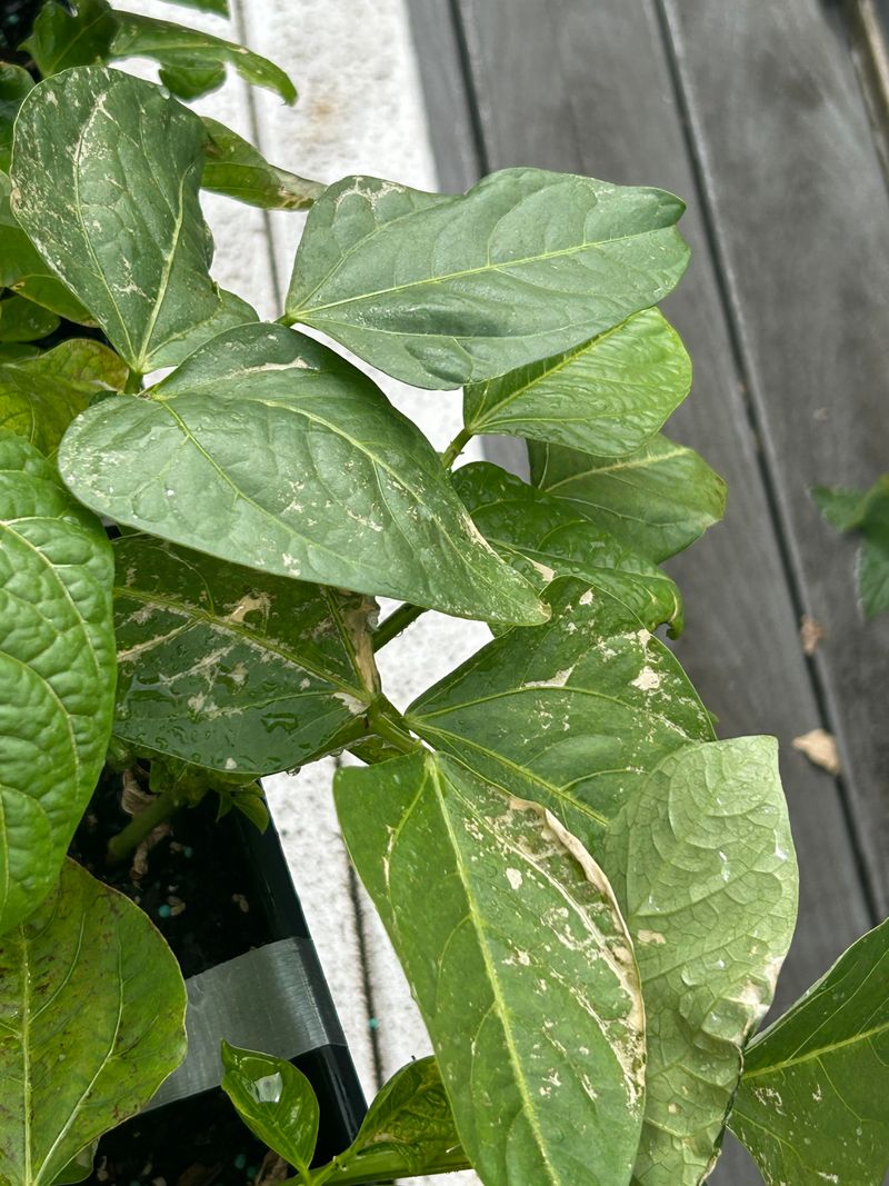 Strong Peppermint Oil Disrupts Growth Hormones