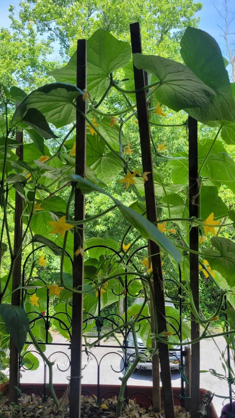 Use The Two-Main-Vine Method
