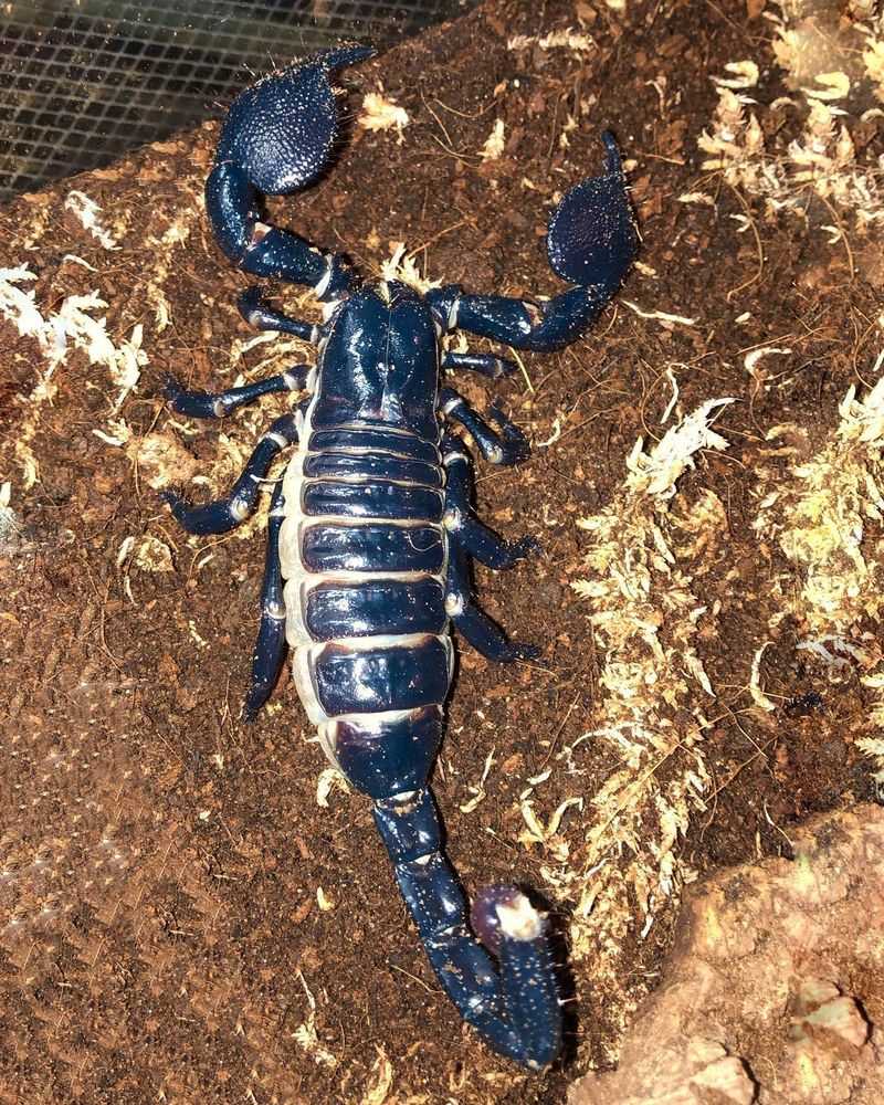 Scorpions