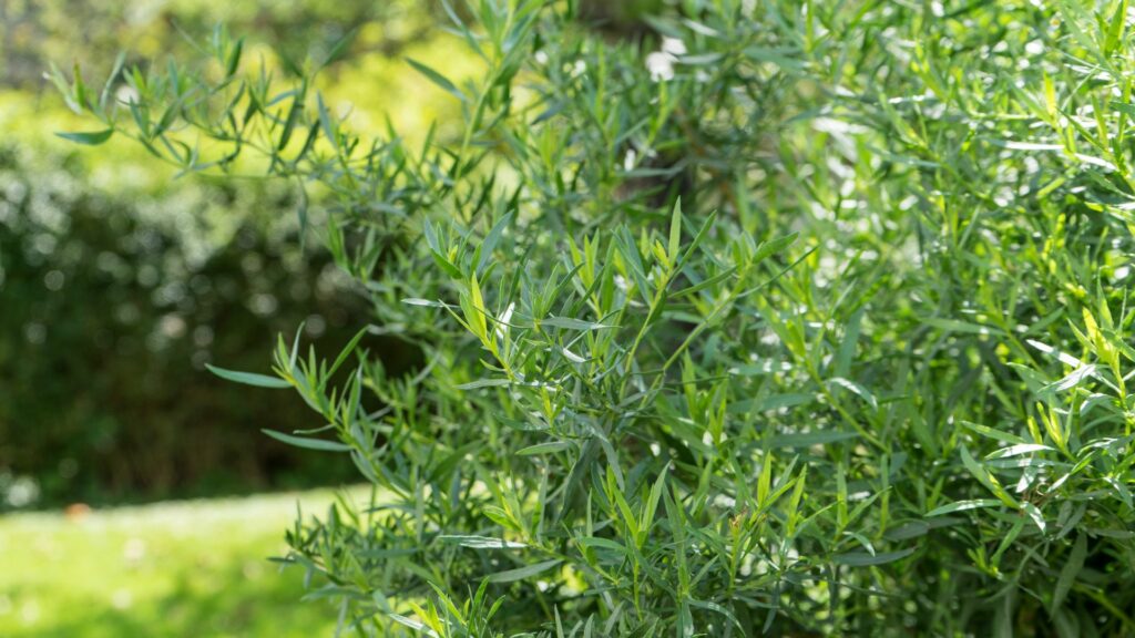 Tarragon