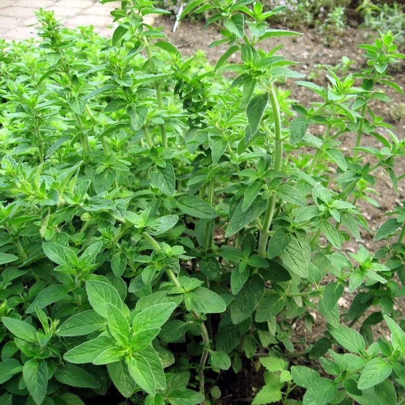 Oregano: The Space Invader