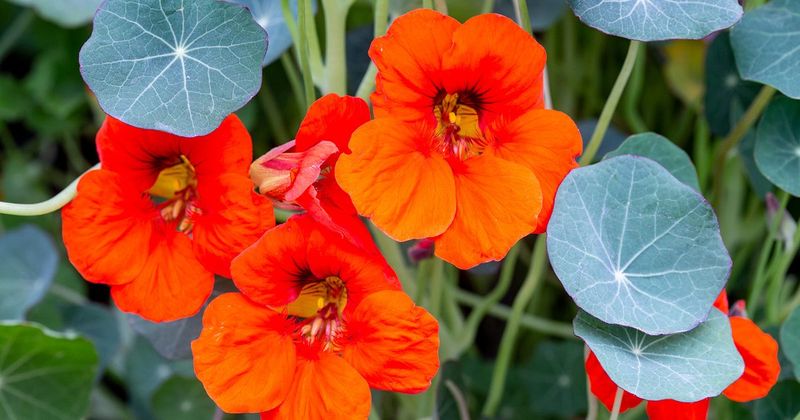 Nasturtium 'Tip Top' (Tropaeolum majus)