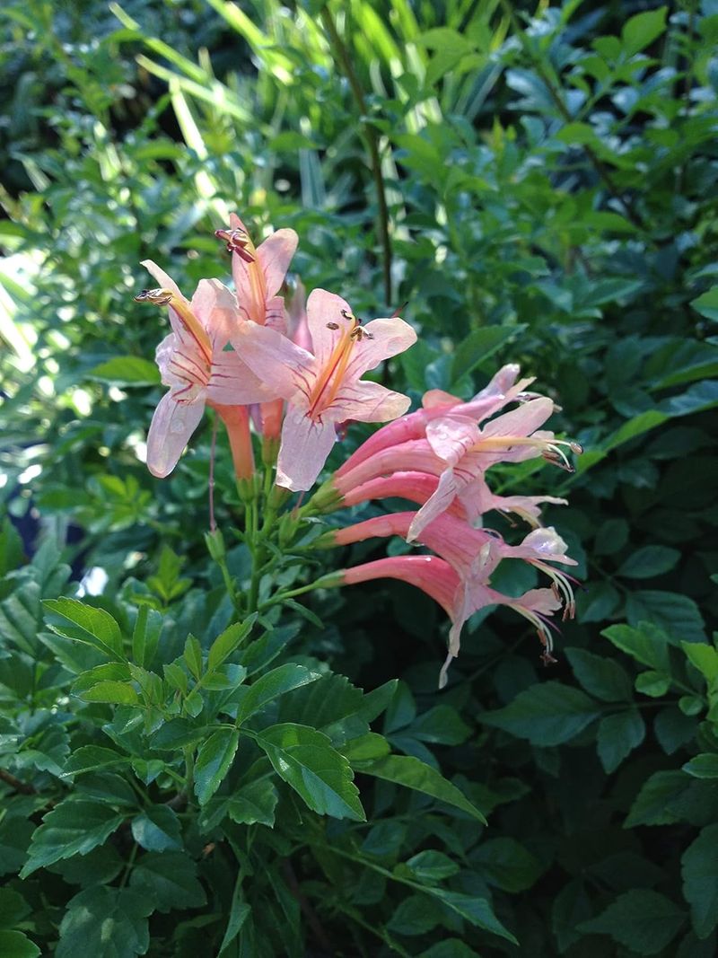 Tecoma 'Apricot'