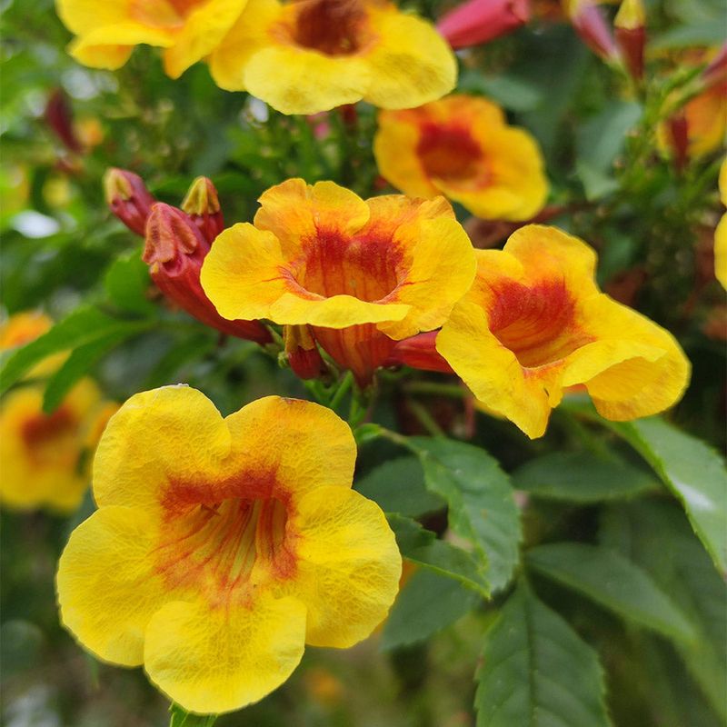 Tecoma 'Ruby Sunset'