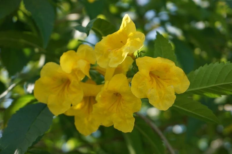 Tecoma 'Golden Bells'