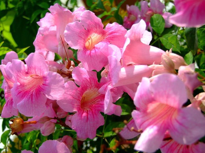 Tecoma 'Pink Perfection'