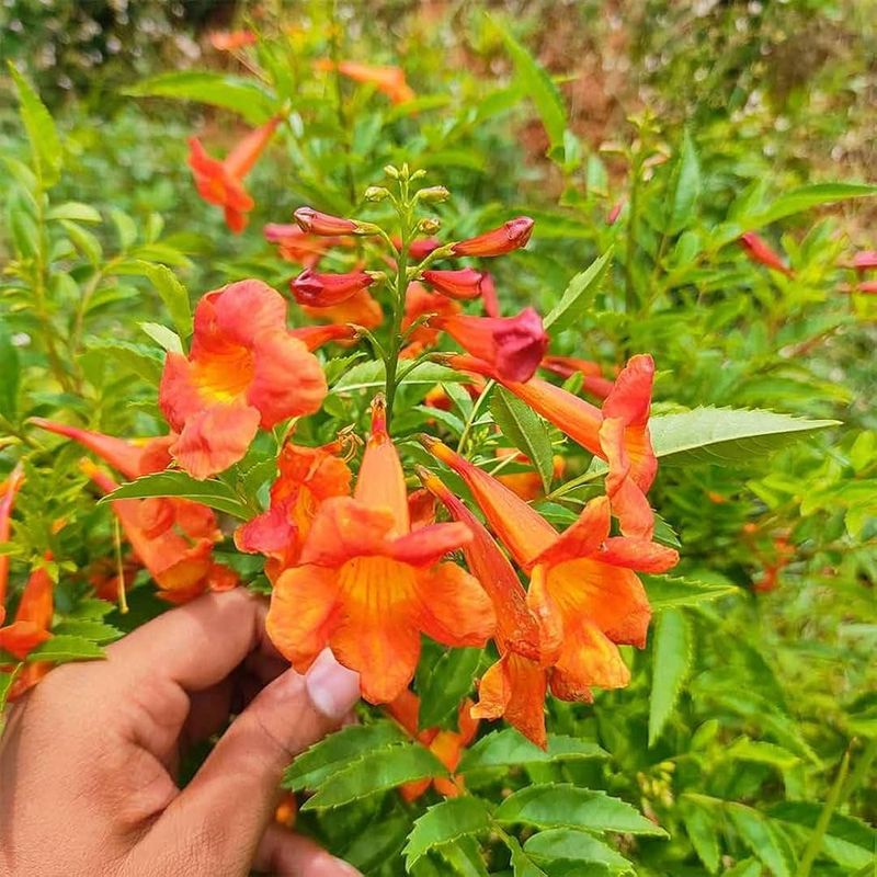 Tecoma 'Tangerine Dream'