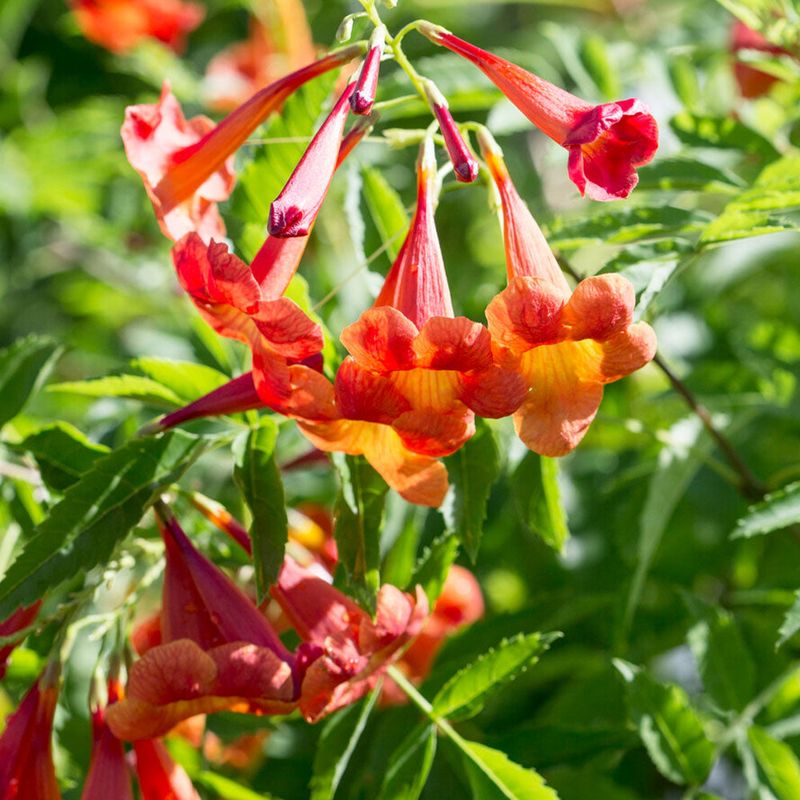 Tecoma 'Bells Of Fire'