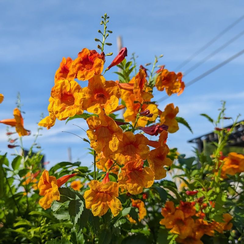 Tecoma 'Tropical Sunset'